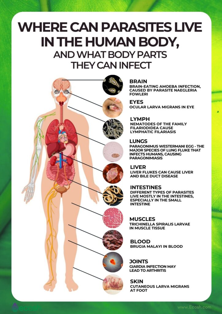 diagram of where parasites can live in the human body
