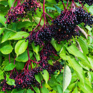 Elderberry Cuttings *LIMITED TIME ONLY*