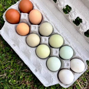 Hatching eggs