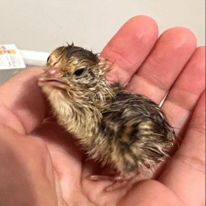 Quail Hatching Eggs