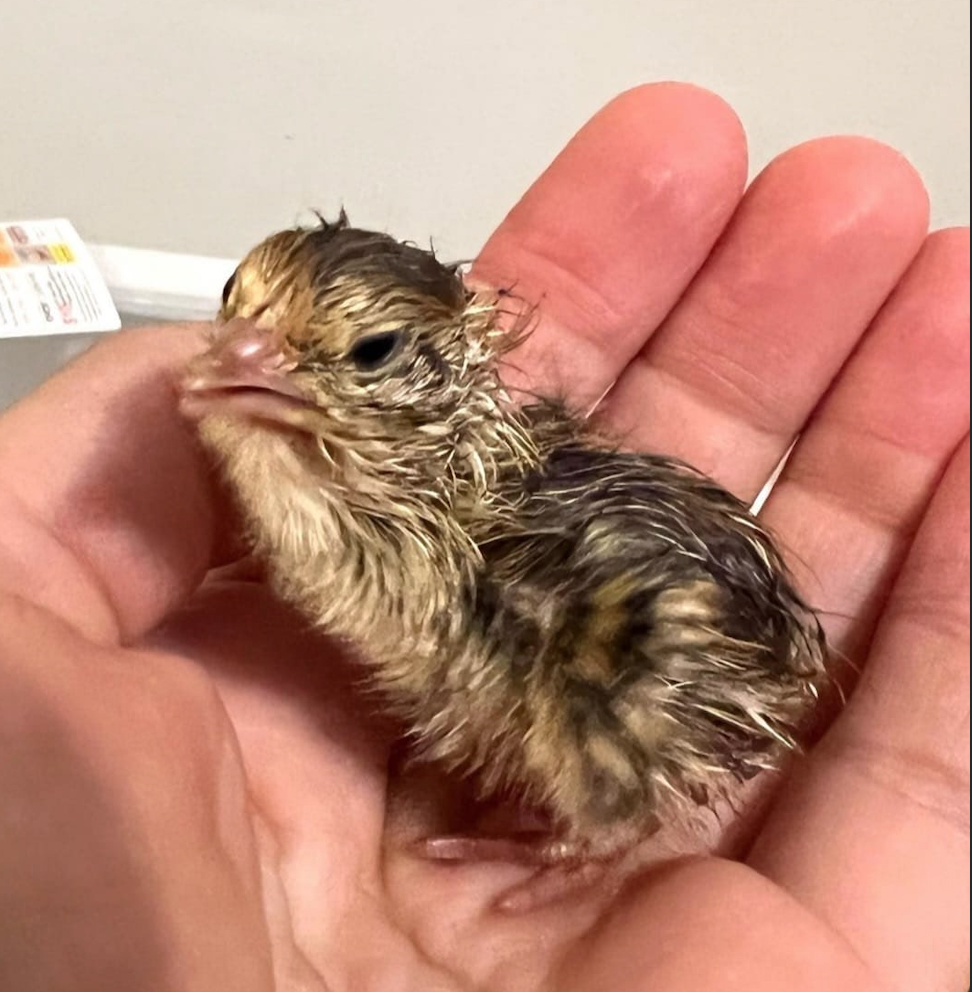 Quail Hatching Eggs