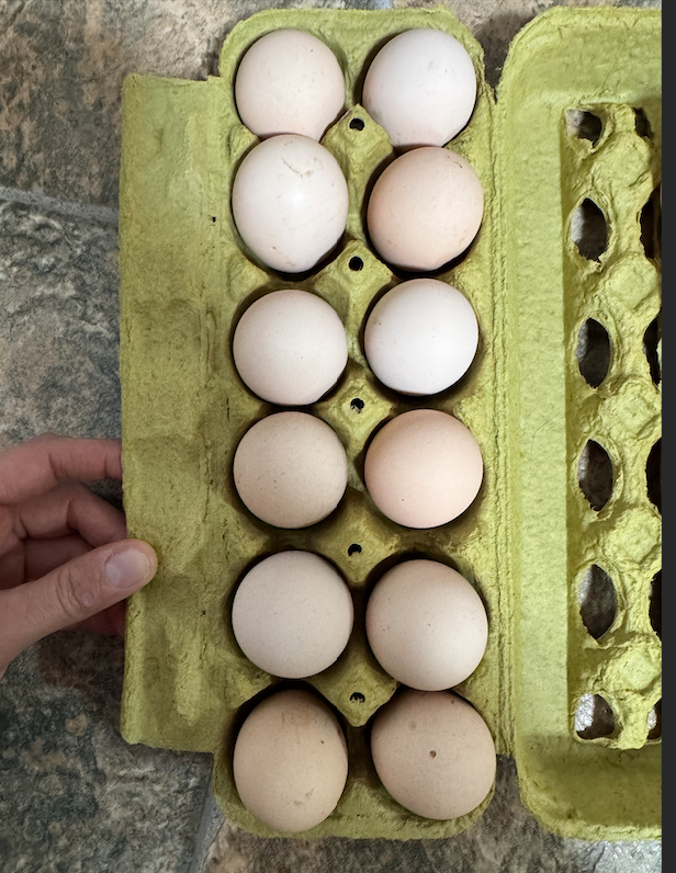 American Bresse Hatching Eggs - Image 2