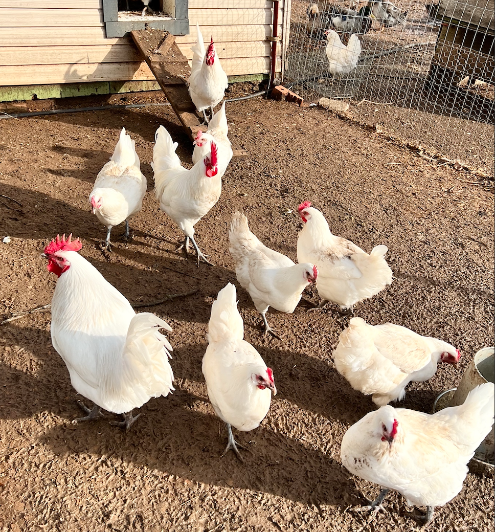 American Bresse Hatching Eggs