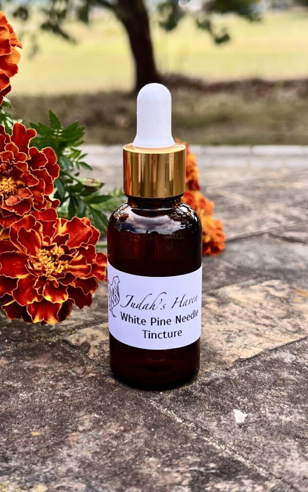 White Pine Needle Tincture