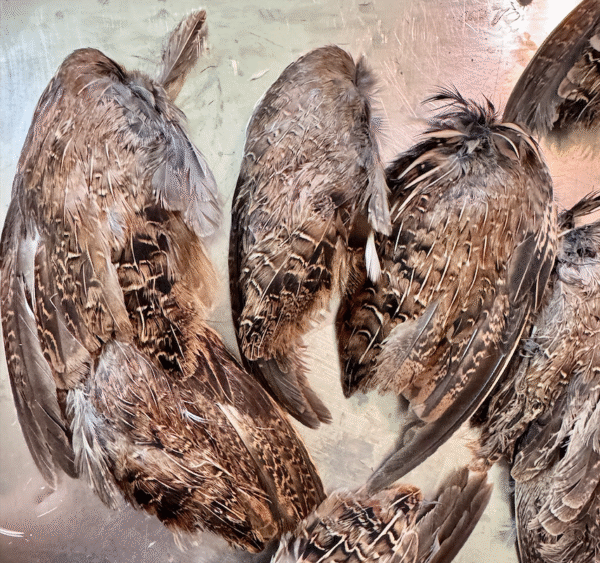 Primal Pet Treats- Dehydrated Quail Wings - Image 2